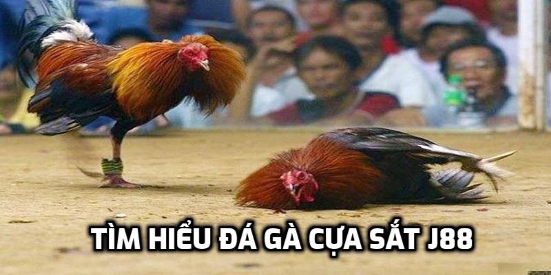 Đá gà cựa sắt - Hình thức cá cược độc đáo tại sân J88