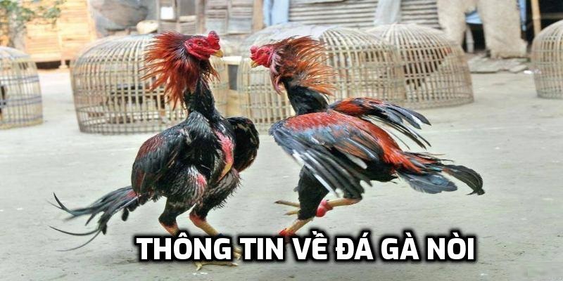 Đá Gà Nòi - Trải Nghiệm Chọi Gà Gay Cấn, Kịch Tính Tại J88